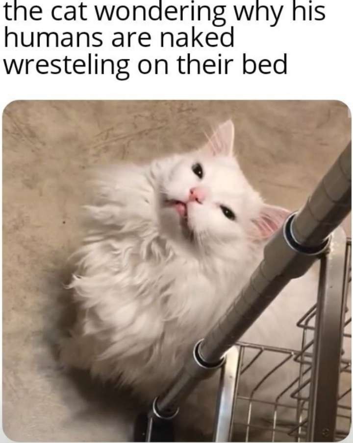 Cat life - meme