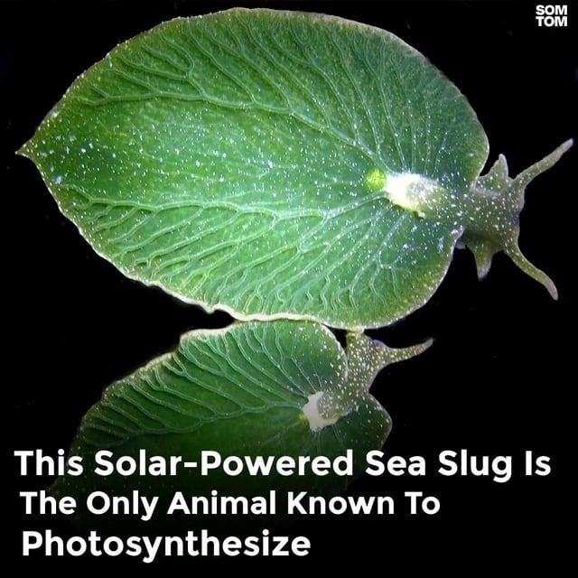 Solar powered sea slug - meme