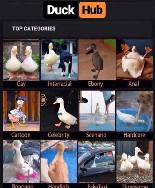 Duck Hub - meme