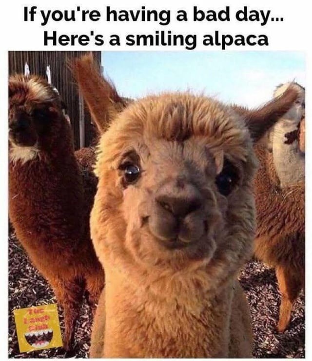 Here’s a smiling alpaca to fix your entire vibe - meme