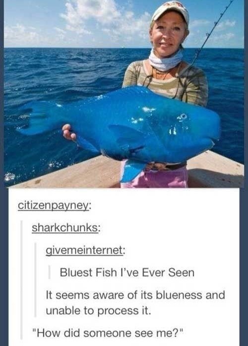 Blue Fish not waffel - meme