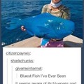 Blue Fish not waffel