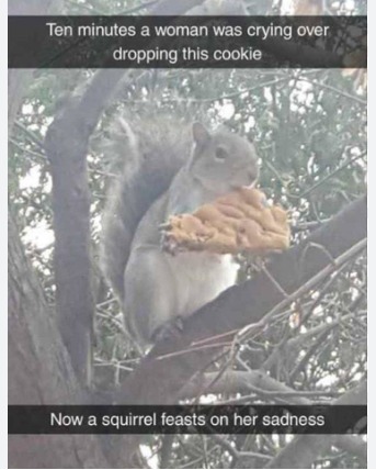 King Squirrel - meme