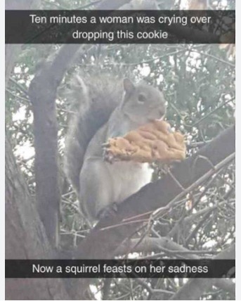 funny squirrel meme