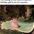 Frog waiting meme