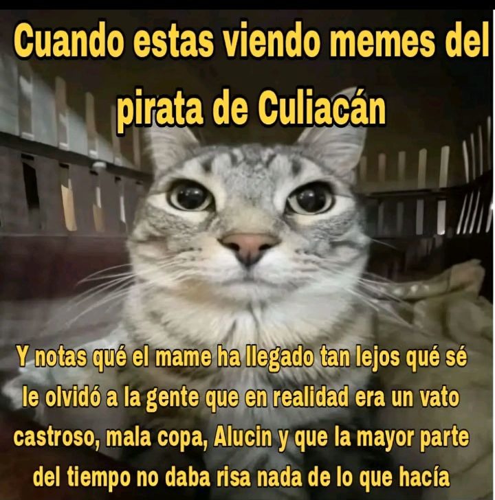 Eres pirata arrggg - meme
