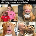 Conheça o cachorro que não para de sorrir depois de ser resgatado 