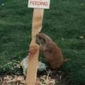 Beaver do what he want