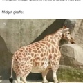 Midget giraffe kinda scary tho