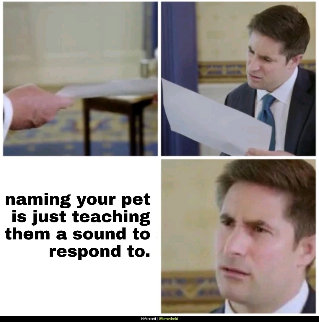 Pets can't talk - meme