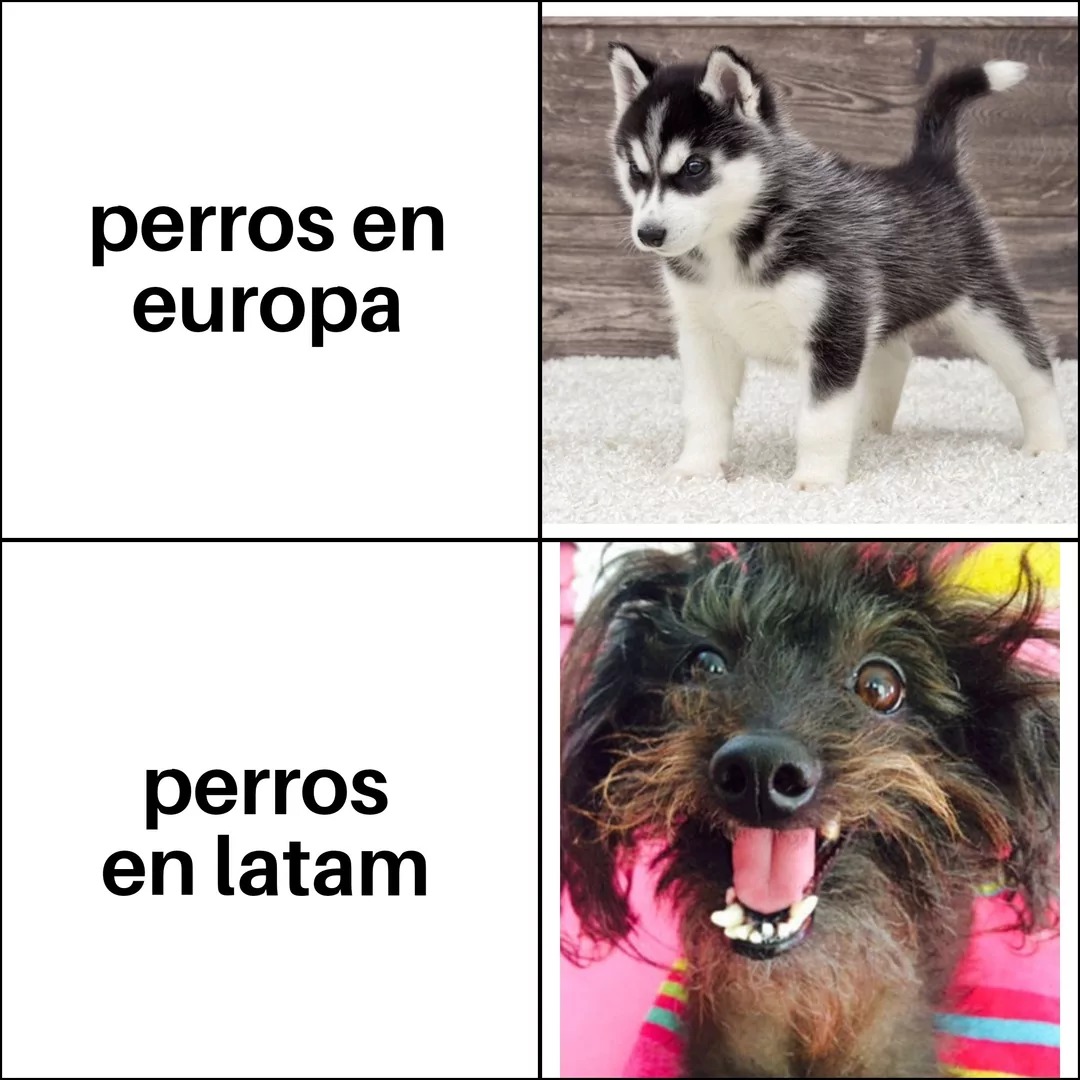 ME ARRENPIENTO DE SER LATINO Y CHILINDIO - meme