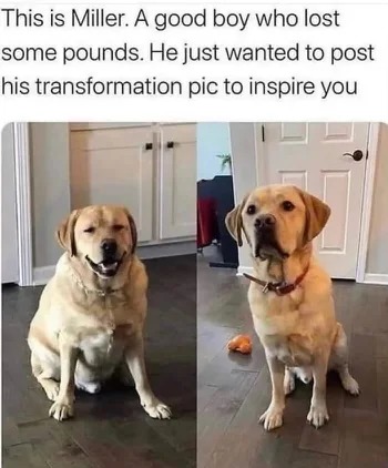 doggo weight stonks - meme