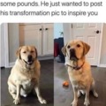 doggo weight stonks