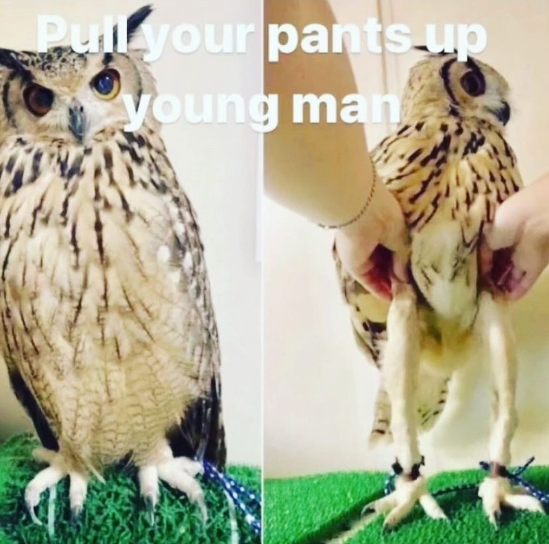 Owls are all legs - meme