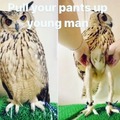 Owls are all legs