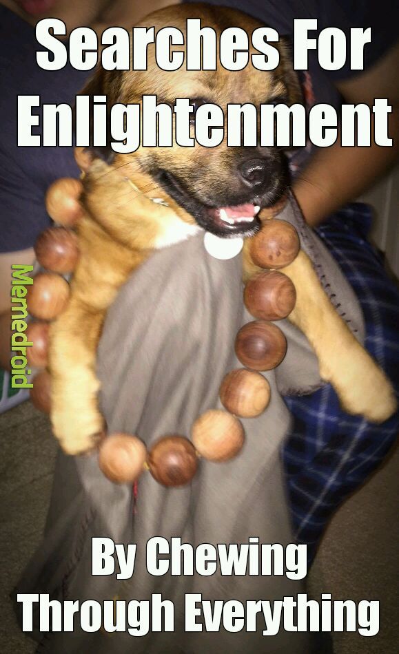 Tibetan Monk Dog - meme