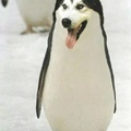 in case you ever wondered what a husky penguin looks like...