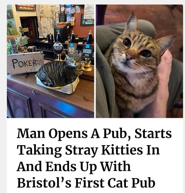 Bristol's first cat pub - meme