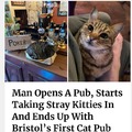 Bristol's first cat pub