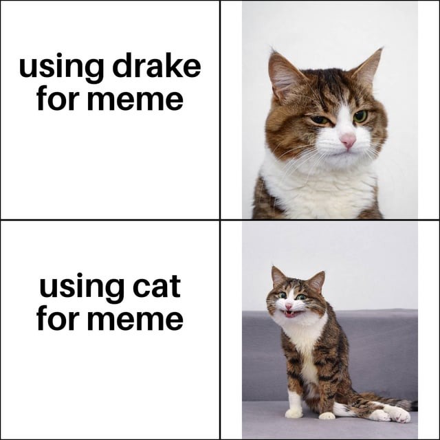 Using this cat for a meme