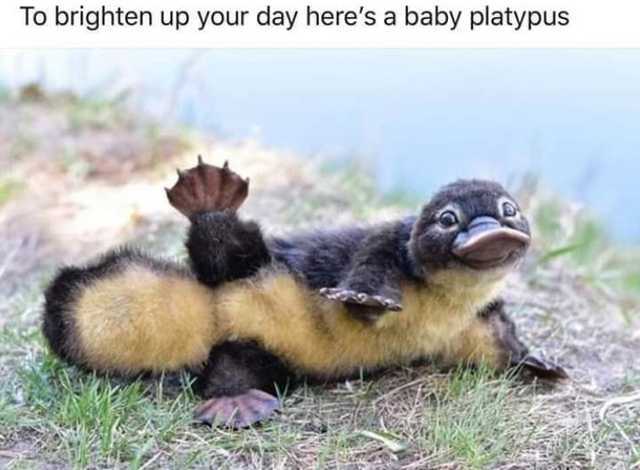 What does the platypus say? - meme