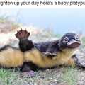 What does the platypus say?