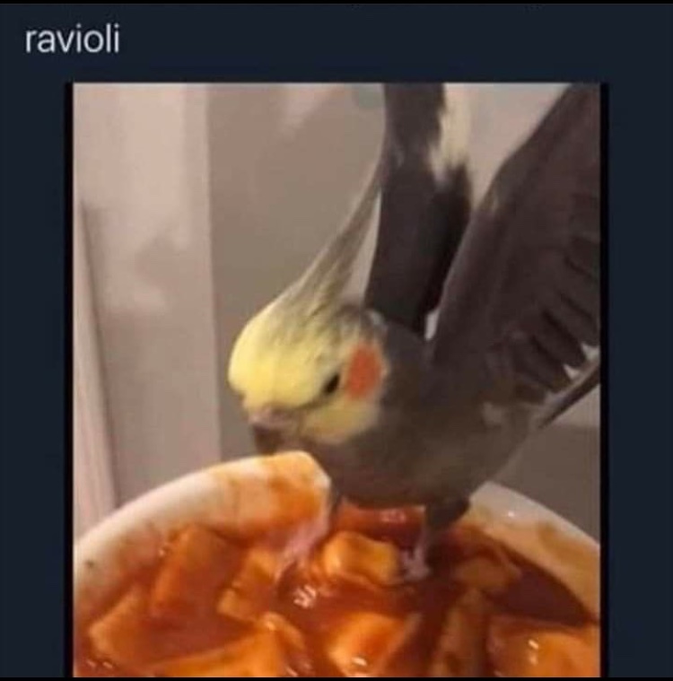 ravioli bird - meme