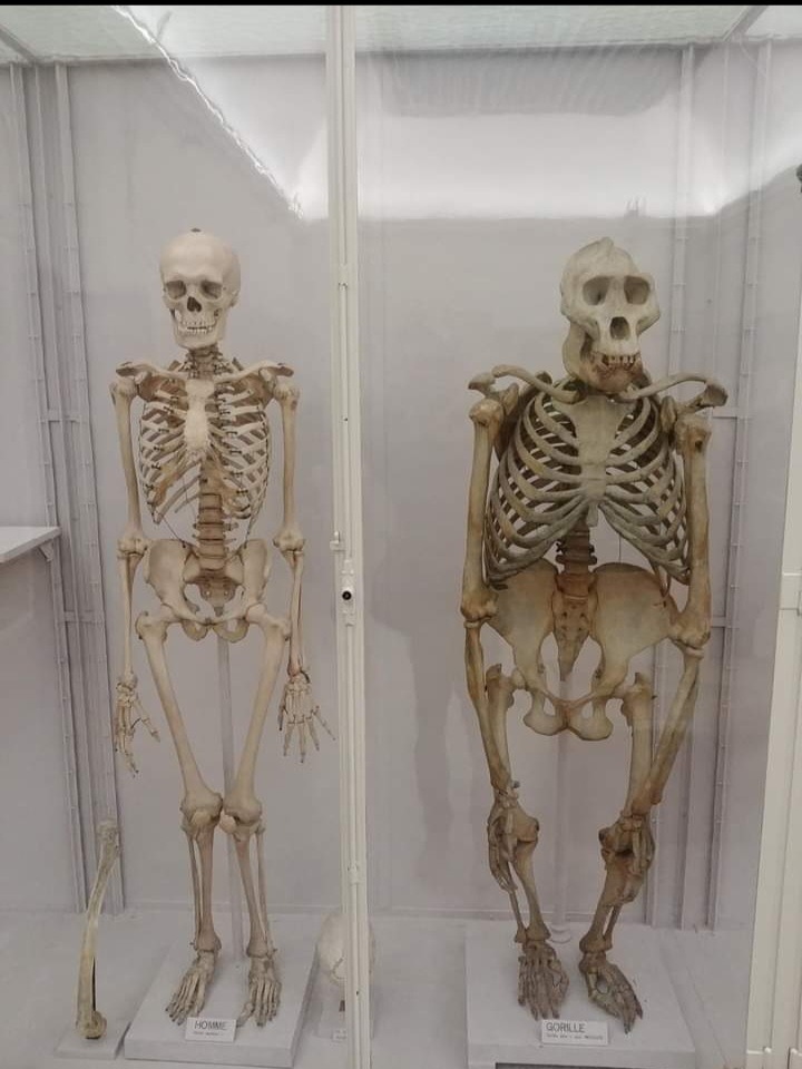Human skeleton next to gorilla skeleton - meme