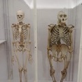 Human skeleton next to gorilla skeleton