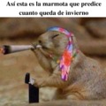 La marmota que predice cuando queda de invierno