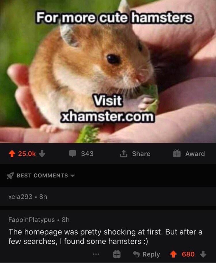 Visit it, and find your hamster :) - meme