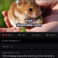 Visit it, and find your hamster :)