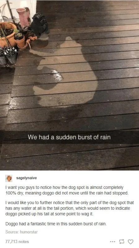 Doggo loves rain - meme