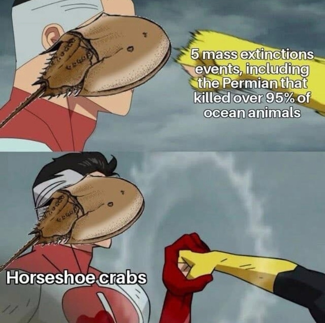 Mass extinction events: horseshoe crabs didn’t get the memo - meme