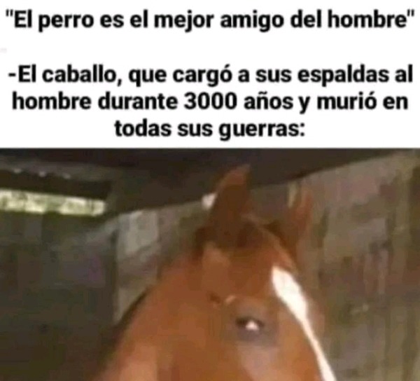 Hay mascotas  mejores que los perros - meme