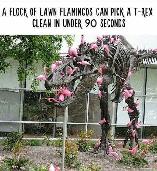 Rawww Flamingo!! - meme
