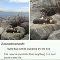 Cuddling cats by the sea