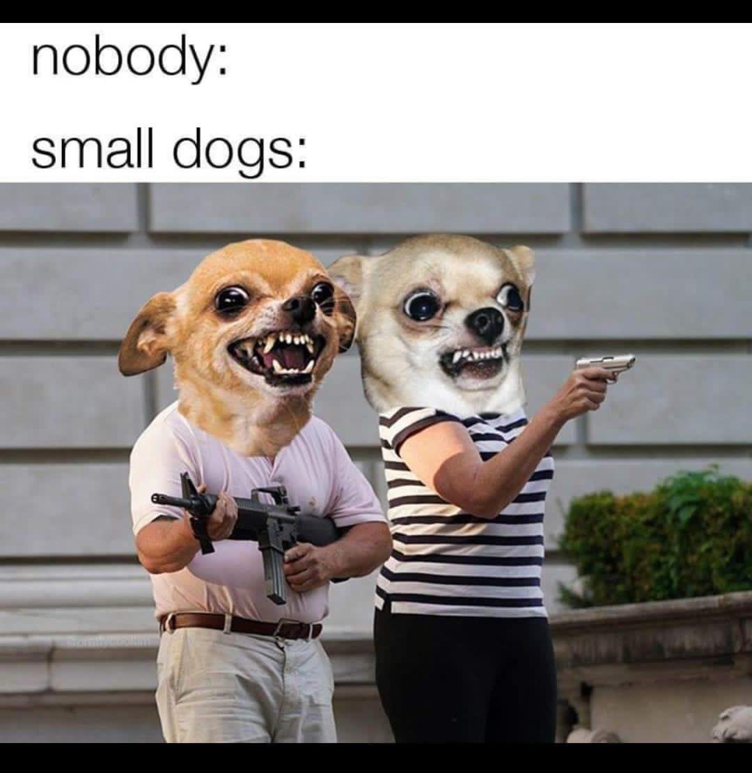 small dawgs - meme