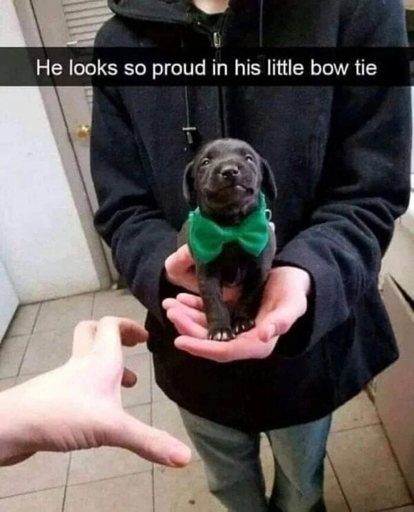 Smart dresses little doggo - meme