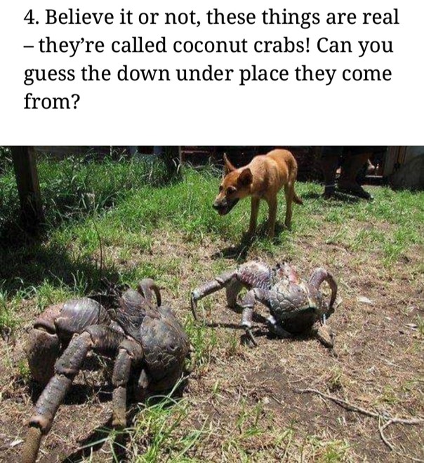Mr. Crabs - meme