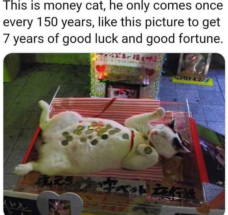 pussy fortune - meme