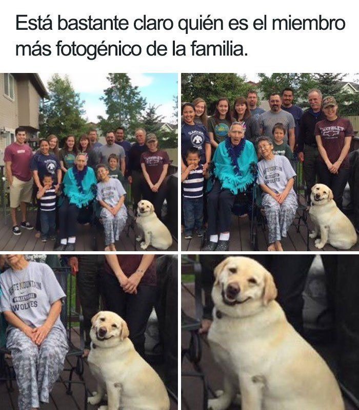 XD - meme
