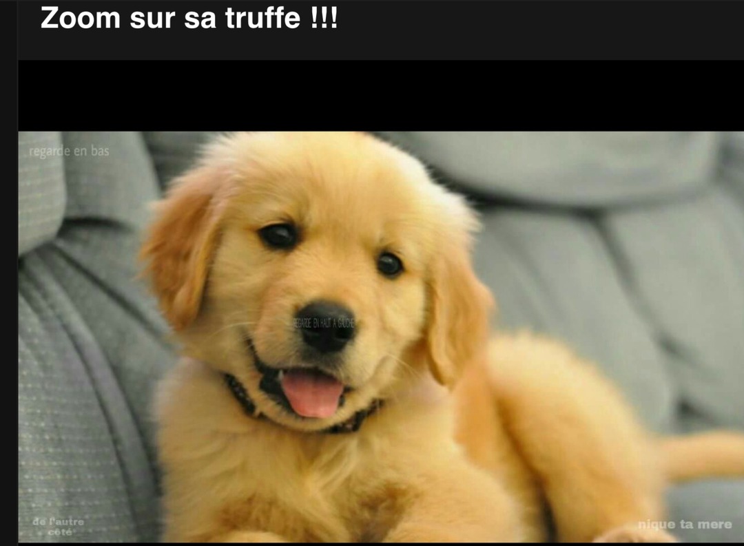 Zoom bien sur le nez et lis biens - meme