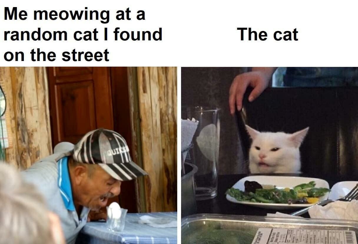 Sturay Cat - meme