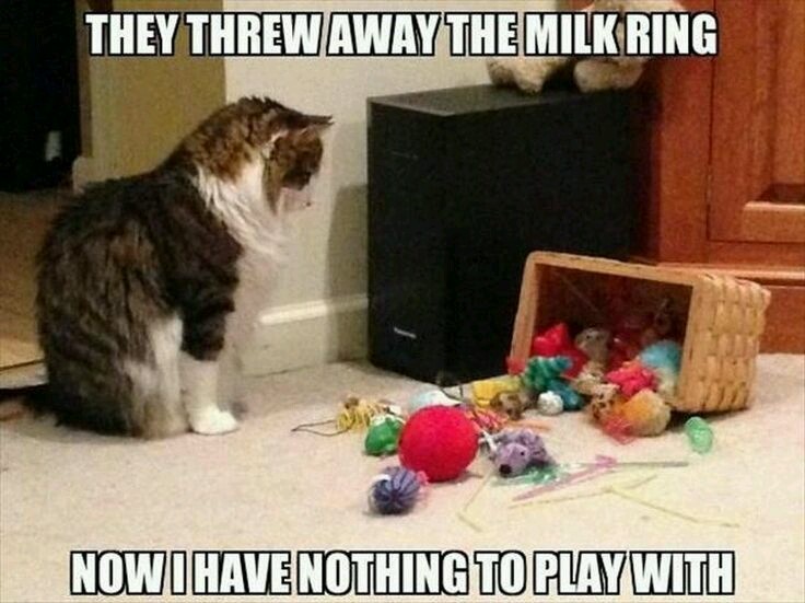 Cat has nothing to play with now - meme
