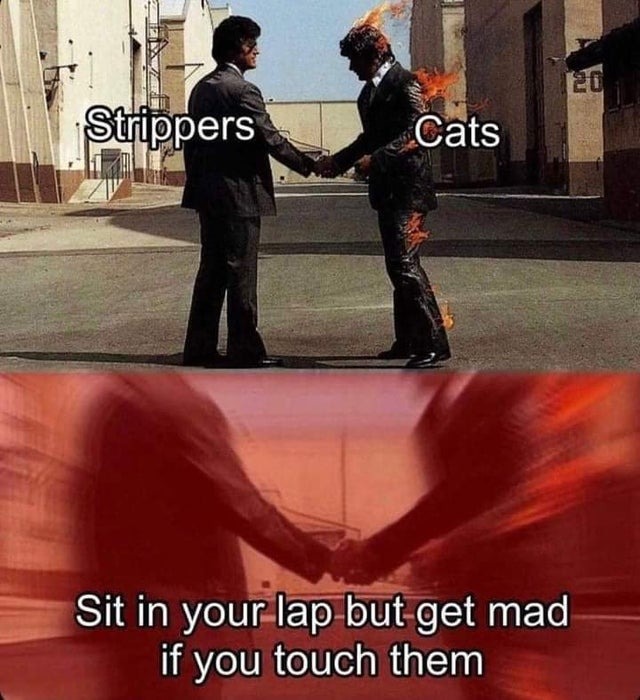 Cats and strippers - meme
