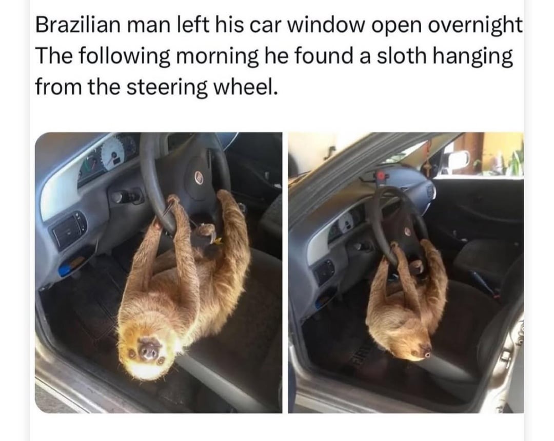 Be careful with the wild sloths - meme