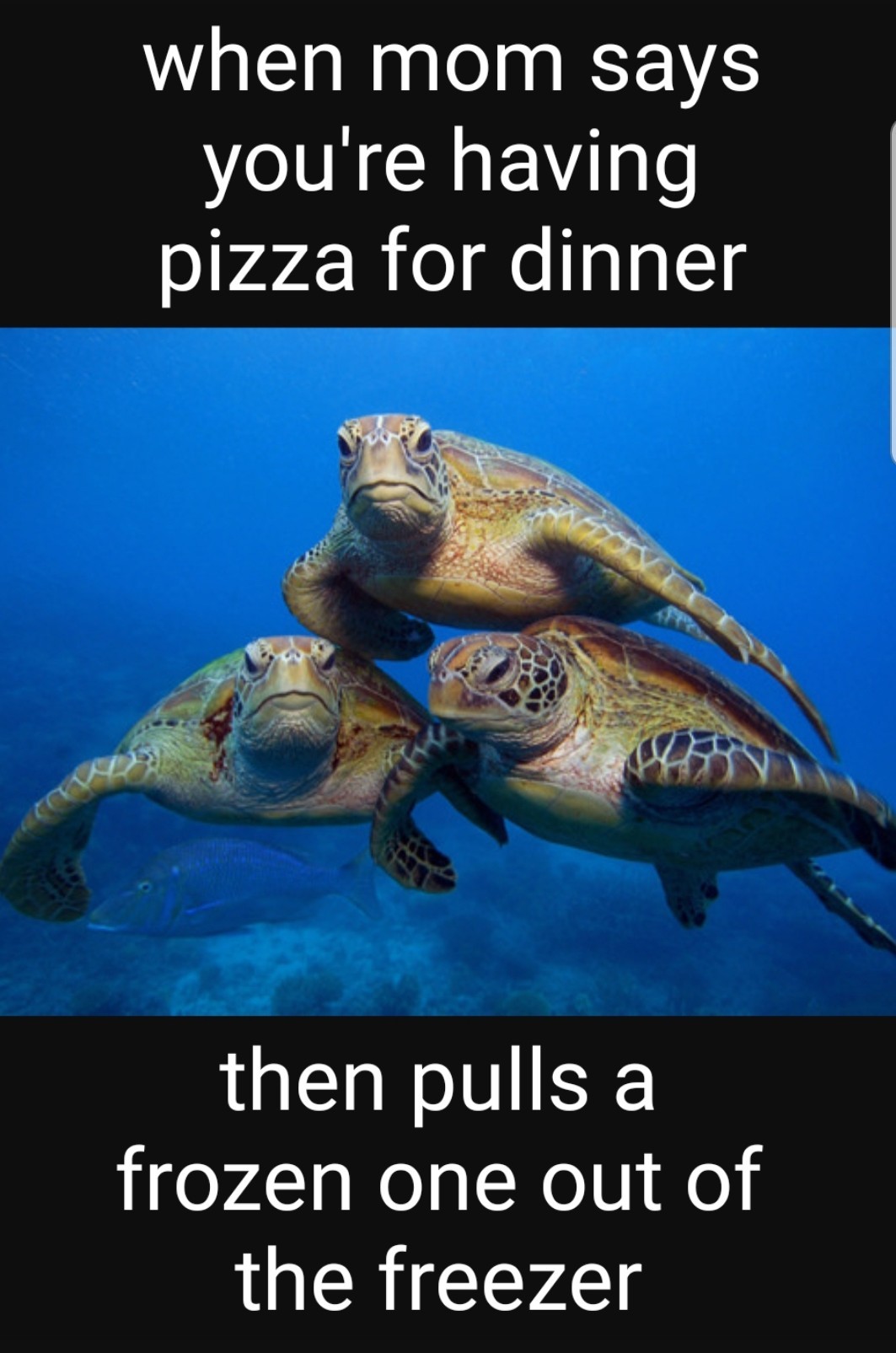 Frozen pizza sucks - meme