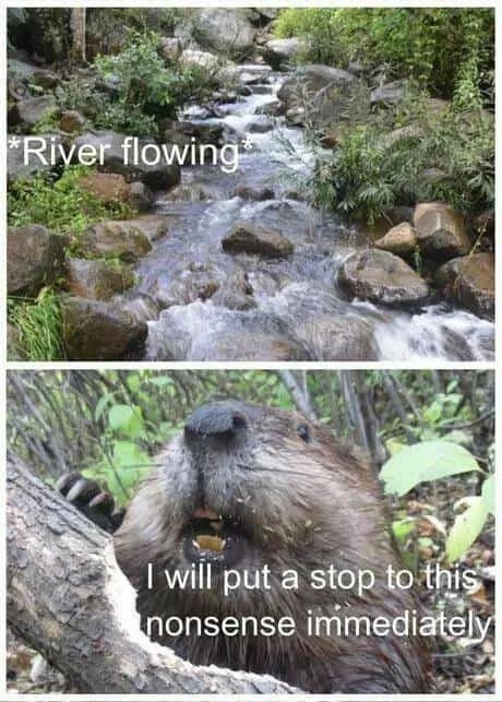Do beavers shave their whiskers in the wild? - meme