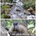 Do beavers shave their whiskers in the wild?